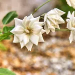 Giardino Dei Lenti 게스트하우스 바리