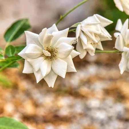 Giardino Dei Lenti Konukevi Bari