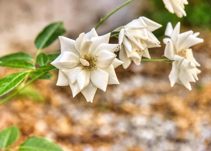 Giardino Dei Lenti Affittacamere Bari