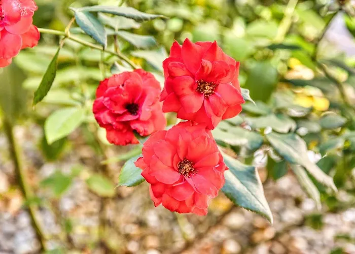 Affittacamere Giardino Dei Lenti 3*