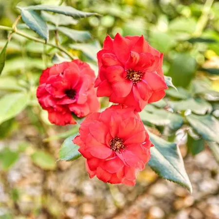 Πανσιόν Giardino Dei Lenti 3*