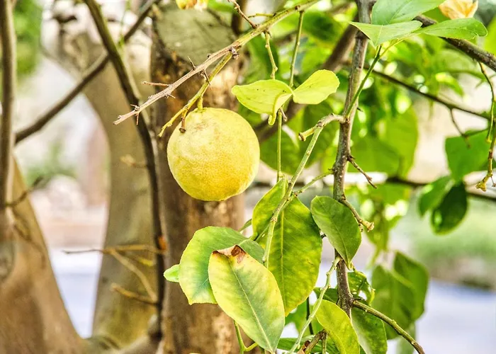 Giardino Dei Lenti 3*